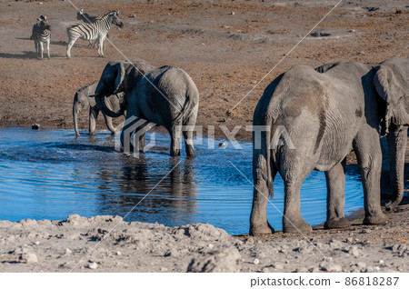 African Elephants drinking at a waterhole African Elephants drinking at a waterhole 86818287