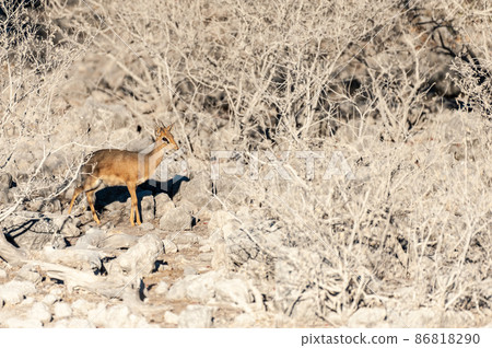 A Dik Dik hiding behind bushes in Etosha 86818290