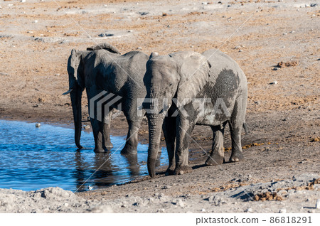 Two Male Elephants Drinking from a water hole. Two Male Elephants Drinking from a water hole. 86818291