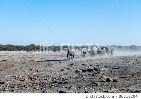 A herd of African Elephants approaching a waterhole in Etosha 86818294