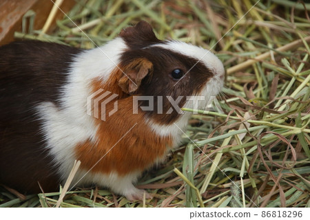 Guinea pig 86818296