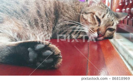 一隻貓在泰國寺廟“Wat Park Nam”打盹 一隻貓在泰國寺廟“Wat Park Nam”打盹 86818969