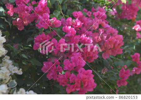 Ofuna Flower Center Ofuna Flower Center 86820153