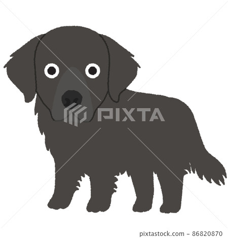 Flat Coated Retriever Dog Illustration 86820870