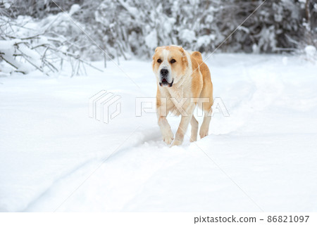 Central Asian Shepherd Dog alabai walking winter day snow snowdrift 86821097