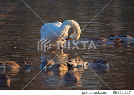 一隻苔原天鵝，pintail，Oppe River，天鵝著陸點，川島町 86821137