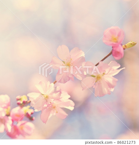 Beautiful blossom tree. Nature scene with sun on Sunny day. Spring flowers. Abstract blurred background in Springtime. 86821273