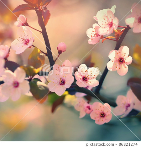Spring background. Beautiful flowering tree Japanese cherry - Sakura. Flowers on a sunny day. Spring background. Beautiful flowering tree Japanese cherry - Sakura. Flowers on a sunny day. 86821274