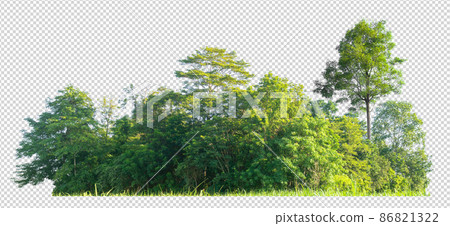 forest scape cut out background with clipping path on transparent picture forest scape cut out background with clipping path on transparent picture 86821322