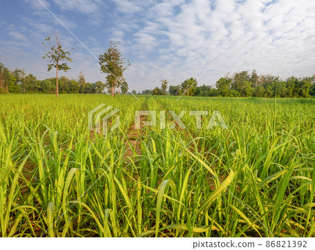 sugar cane field in cloudy day sugar cane field in cloudy day 86821392