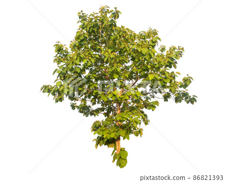 Isolated tree on white background Isolated tree on white background 86821393
