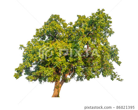 Isolated tree on white background Isolated tree on white background 86821395
