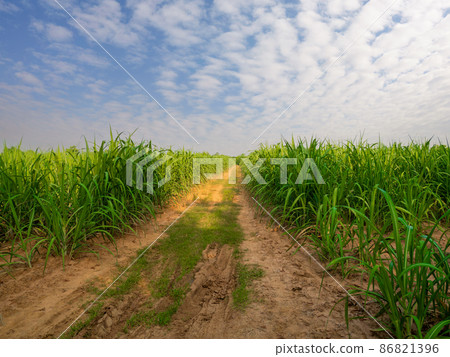 sugar cane field in cloudy day sugar cane field in cloudy day 86821396