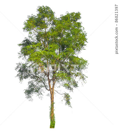Isolated tree on white background Isolated tree on white background 86821397