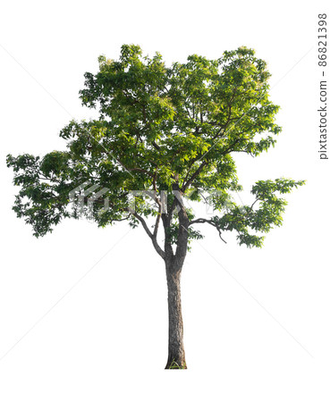 Isolated tree on white background Isolated tree on white background 86821398