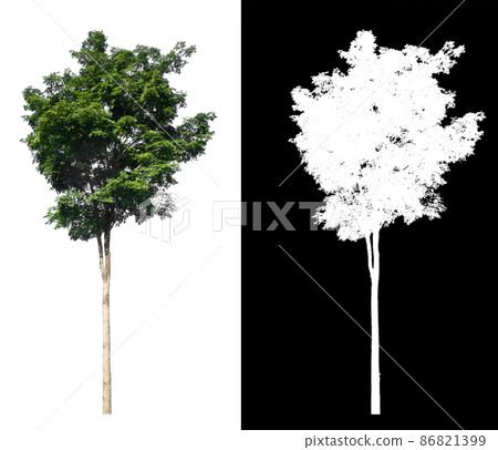 isolated tree on white background with clipping path isolated tree on white background with clipping path 86821399