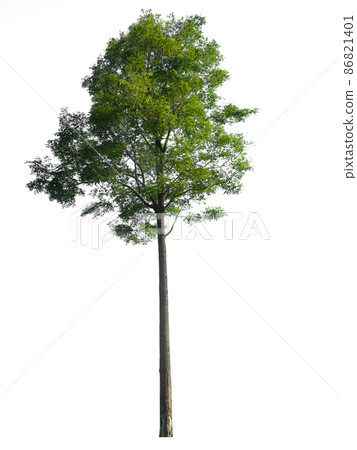 Isolated tree on white background 86821401