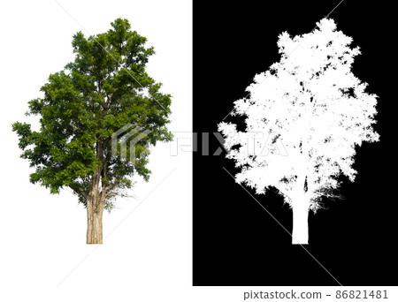 Green tree isolated on white background Green tree isolated on white background 86821481