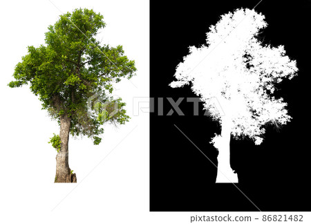 Green tree isolated on white background Green tree isolated on white background 86821482