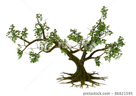 isolated big tree and leafless on white background 86821595