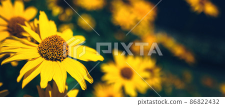 Banner with yellow false sunflower in summer flower garden 86822432