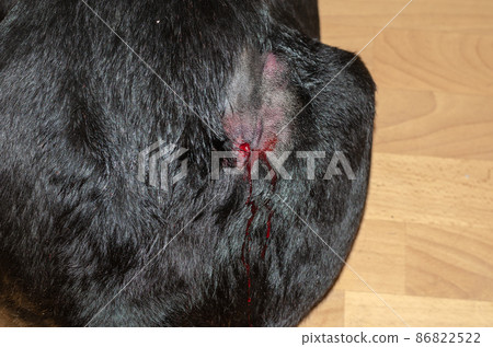 Big black dog with hair clipped around a bleeding wound. 86822522