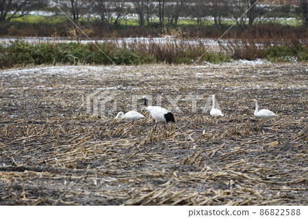 Tan and Swan Tan and Swan 86822588