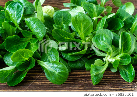 Green lettuce leaves (Valerianella locusta). Fresh lamb lettuce corn salad on rustic wooden table Green lettuce leaves (Valerianella locusta). Fresh lamb lettuce corn salad on rustic wooden table 86823101