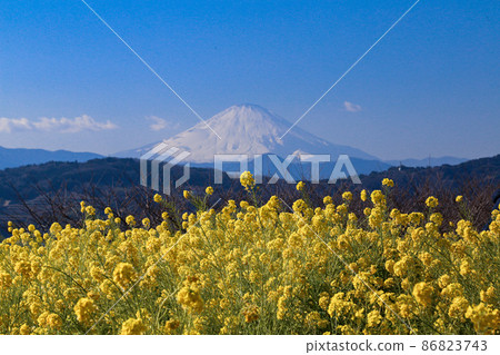Rape field and Mt. Fuji 86823743