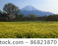  Mt Fuji and rape blossoms 86823870