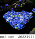 hydrangea   86823954