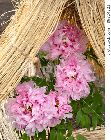 Winter button 86824321