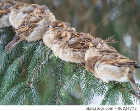 Sparrows sits on a fir branch in the autumn or winter 86824778