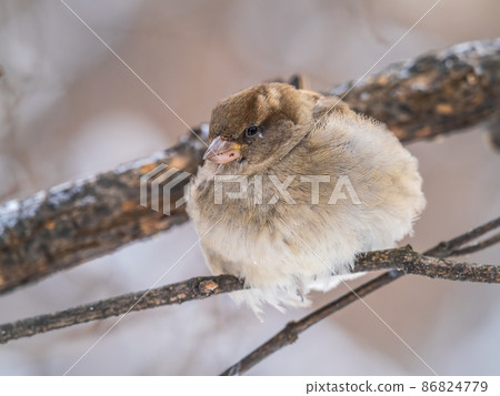 Sparrow sits on a branch without leaves. Sparrow sits on a branch without leaves. 86824779