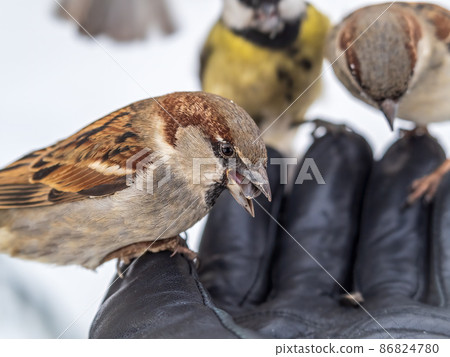 Sparrow eats seeds from a man's hand 86824780