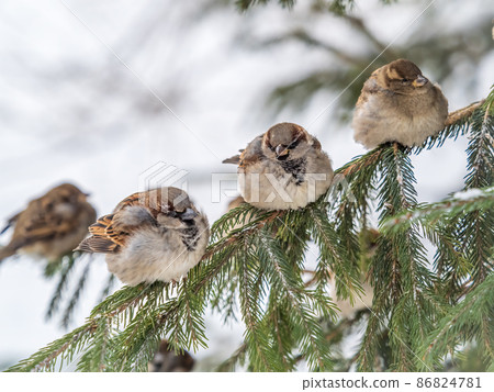 Four Sparrows sits on a fir branch in the autumn or winter Four Sparrows sits on a fir branch in the autumn or winter 86824781