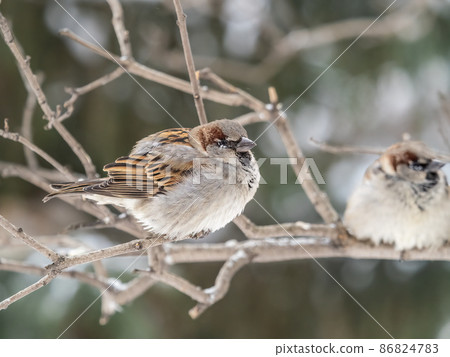 Sparrow sits on a branch without leaves. Sparrow sits on a branch without leaves. 86824783