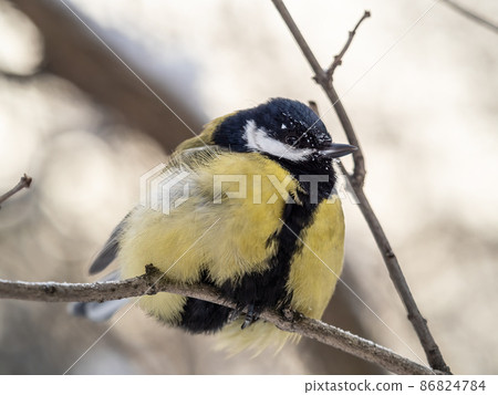 Cute bird Great tit, songbird sitting on a branch without leaves in the autumn or winter. Cute bird Great tit, songbird sitting on a branch without leaves in the autumn or winter. 86824784