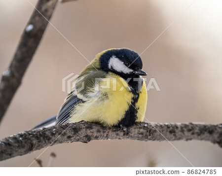 Cute bird Great tit, songbird sitting on a branch without leaves in the autumn or winter. Cute bird Great tit, songbird sitting on a branch without leaves in the autumn or winter. 86824785