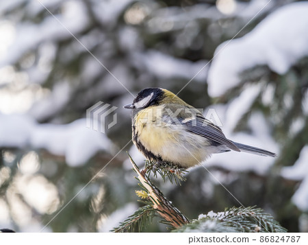 Cute bird Great tit, songbird sitting on the fir branch with snow in winter 86824787