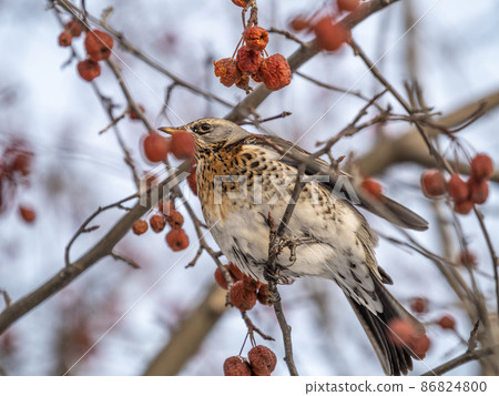 Fieldfare sitting on the bush and feeding on wild red apples in winter or early spring time. Fieldfare sitting on the bush and feeding on wild red apples in winter or early spring time. 86824800