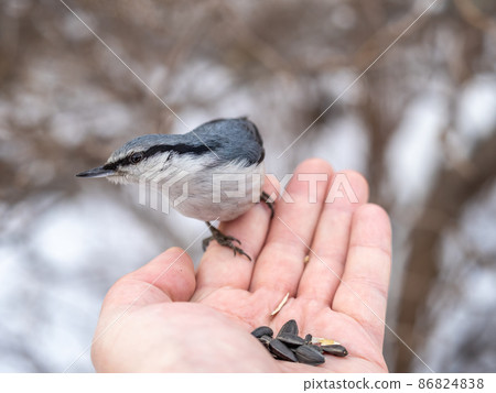 The Eurasian nuthatch eats seeds from a man's hand. Hungry bird wood nuthatch eating seeds from a hand during winter or autumn The Eurasian nuthatch eats seeds from a man's hand. Hungry bird wood nuthatch eating seeds from a hand during winter or autumn 86824838