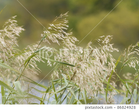 Rebun Island, Hokkaido Yoshi (Reed) / Lake Kushu, Rebun Island, Japan Rebun Island, Hokkaido Yoshi (Reed) / Lake Kushu, Rebun Island, Japan 86824928