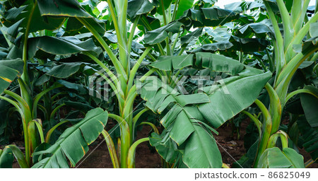 Green banana trees growing at field 86825049