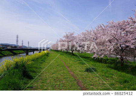 櫻花油菜花步行道 櫻花油菜花步行道 86825412