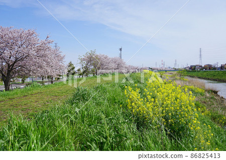 油菜花櫻花步行道 油菜花櫻花步行道 86825413