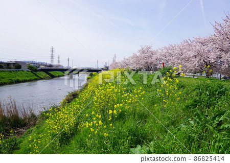 Rape blossoms Sakura river Rape blossoms Sakura river 86825414