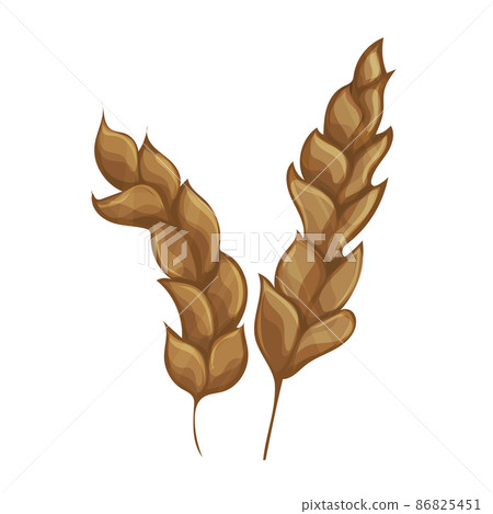 Ears of wheat or rice. Agricultural wheat spikelets symbols isolated on white 86825451