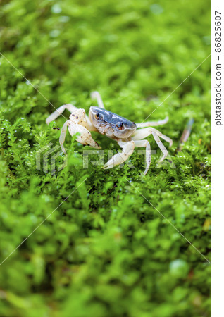 澤蟹在苔蘚上行走的特寫鏡頭 1 澤蟹在苔蘚上行走的特寫鏡頭 1 86825607