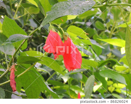 Sleeping Hibiscus 86826024